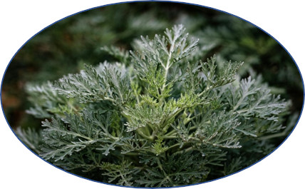 Cina maritima