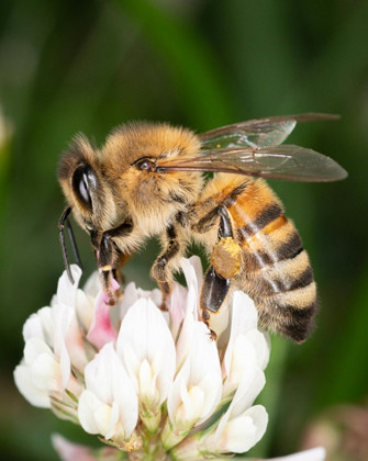 Abeille et fleur