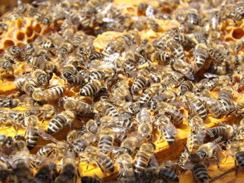 Essaim d'abeilles