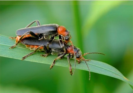 Cantharis