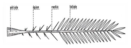 Palme