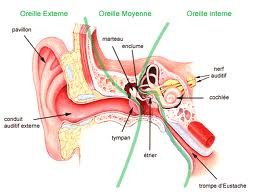 oreille interne