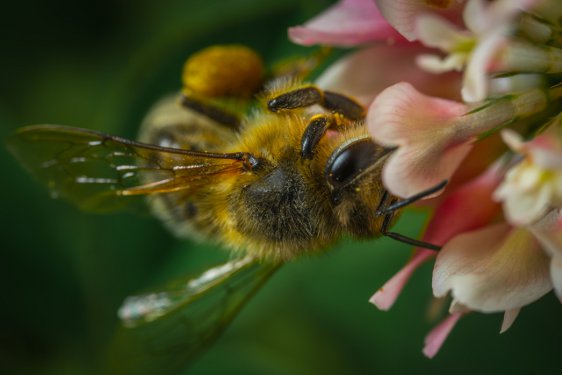 Apis mellifica