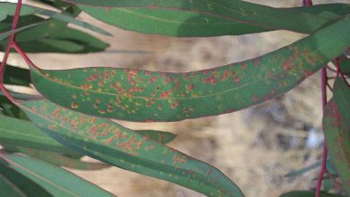 gale eucalyptus