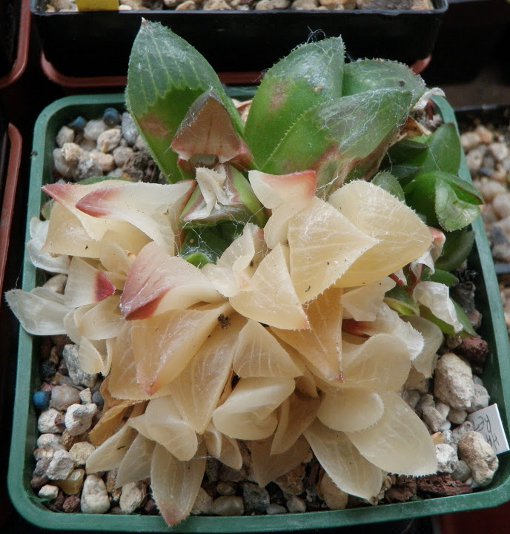 Haworthia brulé