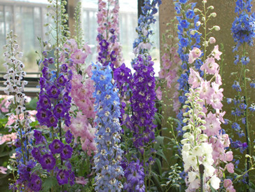 Delphinium