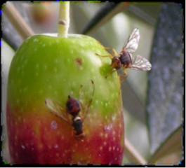 La mouche de l'olive