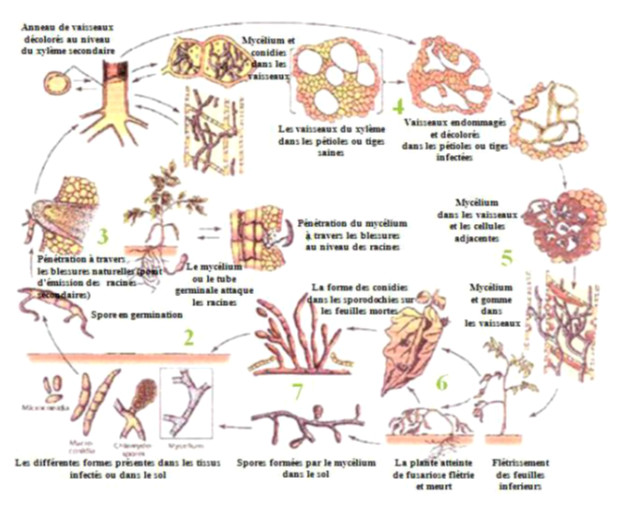 Fusariose cycle