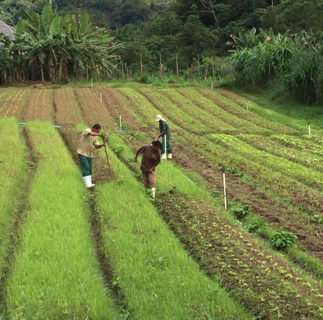 Agriculture au Brésil