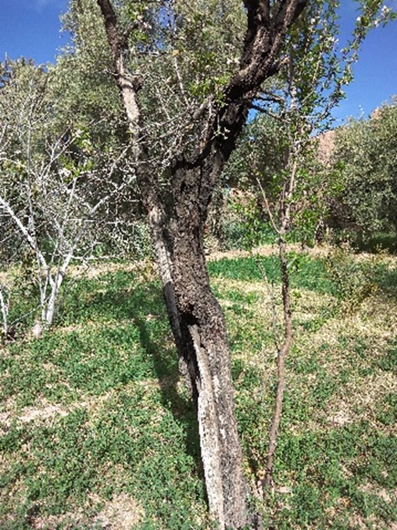 Arbre en sol salin