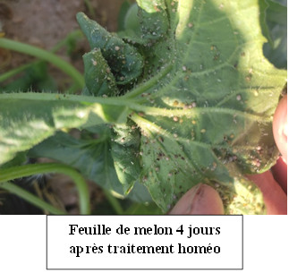 Feuille de melon