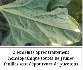 Feuille aprés traitement