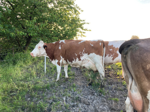 Vache
