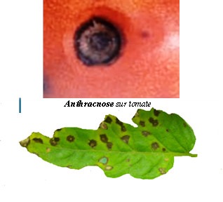 Anthracnose sur tomate