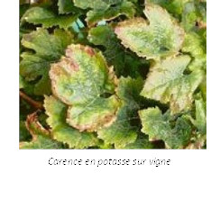 Carence en potasse sur vigne