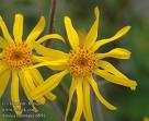 Arnica