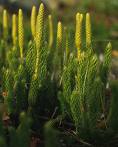 Lycopodium Clavatium